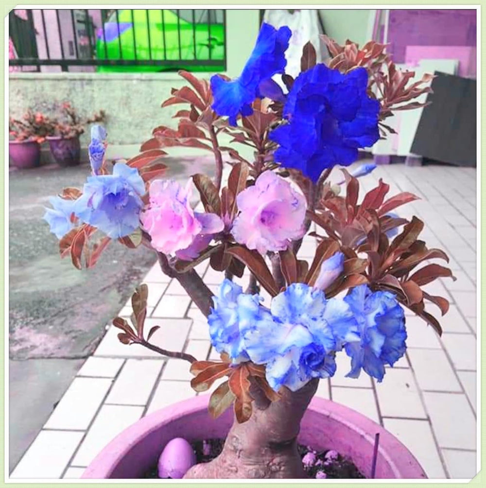 Blumenzwiebel Mix, Winterhart zwiebeln, Winterhart pflanzen, Mehrjährige Blumenzwiebel ist winterhart, Mysteriöse magische Glühbirne-4 Pflanzen Funken Hosta Rhizom