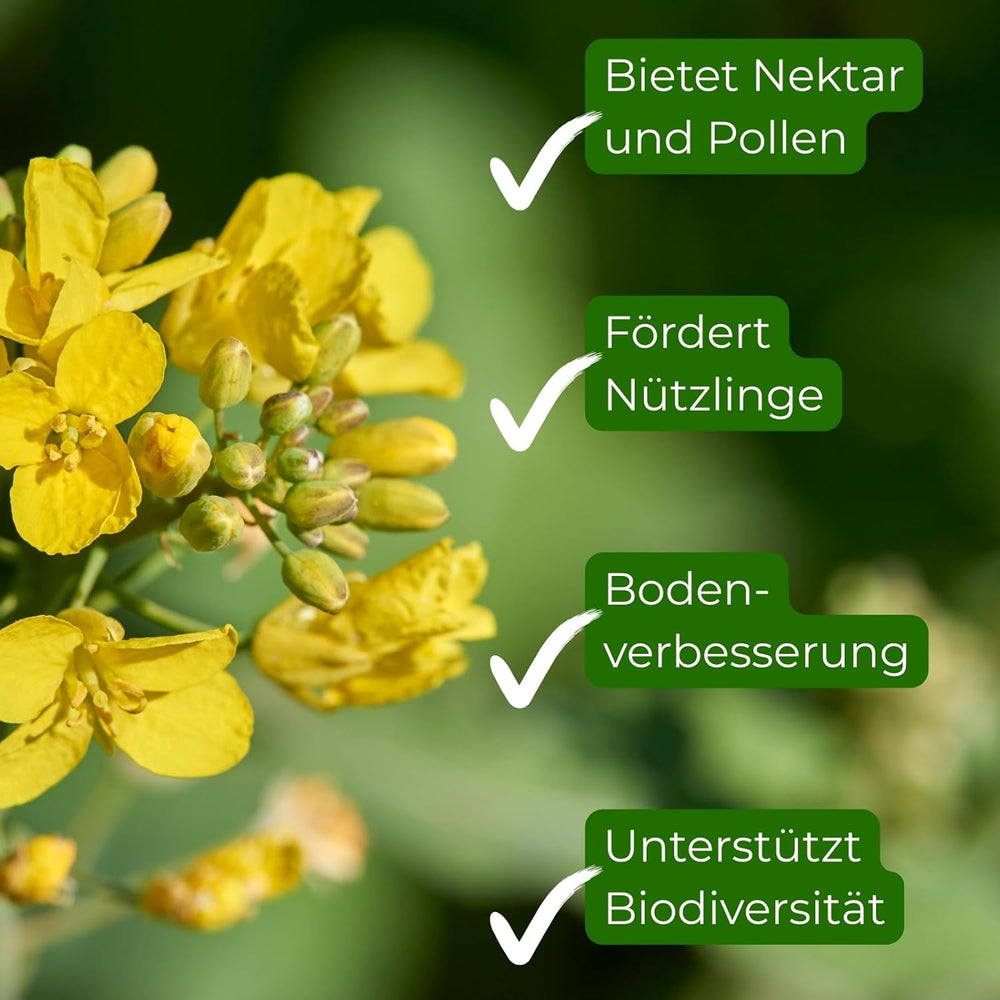 Winterraps 1Kg Gründüngung Bodenkur Bodenlockerung Samenshop24®