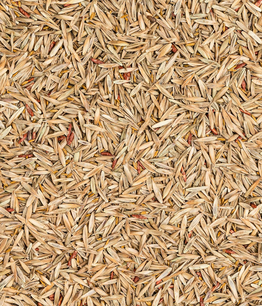 Dehner Saatgut Trockenrasen, Hochwertige Rasensamen Für Strapazierfähigen/Trockenheitsresistenten Rasen, Schnell Keimend/Pflegeleicht, Ideal Für Heiße Sommermonate, 3 Kg Für Ca. 100 M²