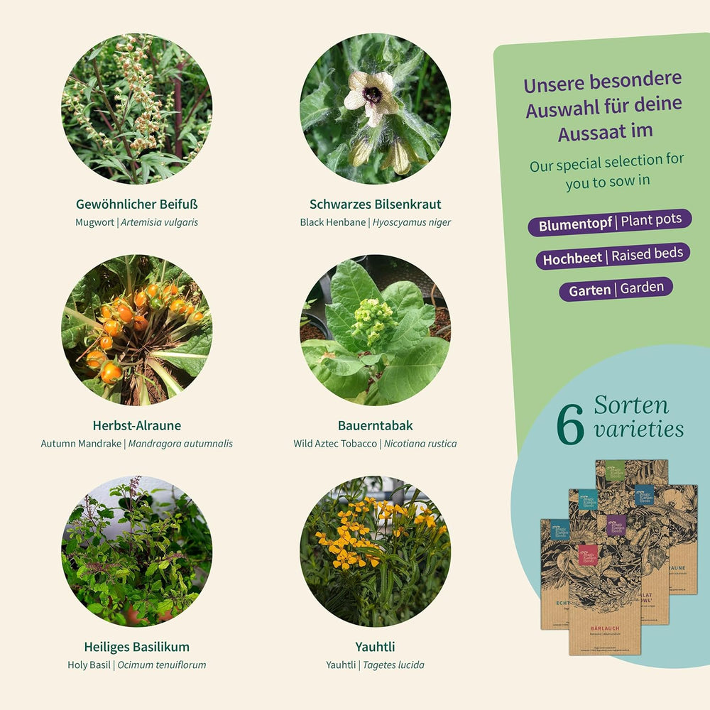 Semințe Magic Garden - Plante fermecate cu 6 ierburi magice: pelin, mătrăgună, mandragoră și multe altele - Plante de tămâie pentru a le cultiva singur și a le oferi cadou
