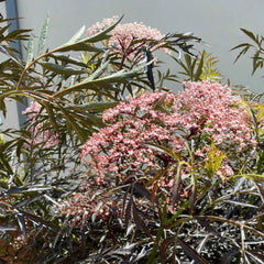 Holunder, Garten Praktische Geschenke Geschenke Für Gartenfreunde Kräutergarten Geschenk Bonsaibaum Winterhart 150Samen