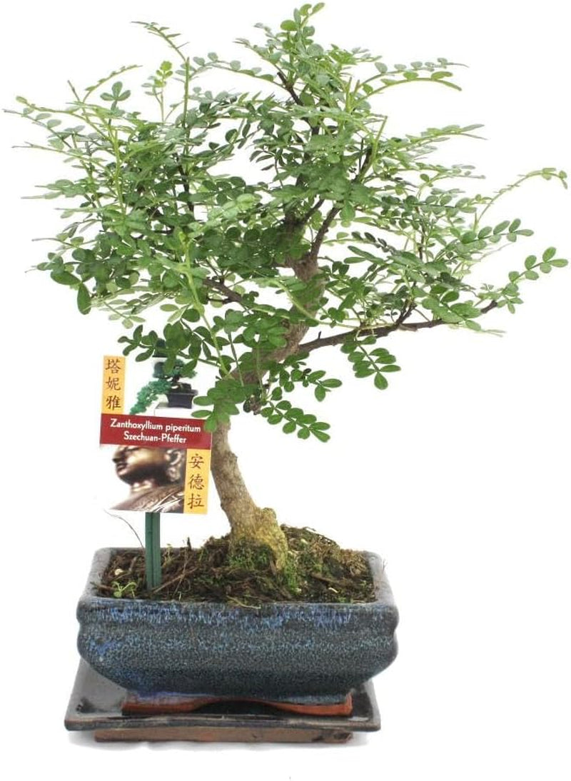 Exotenherz - Bonsai Chinesischer Feigenbaum - Ficus Retusa - Ca. 10 Jahre
