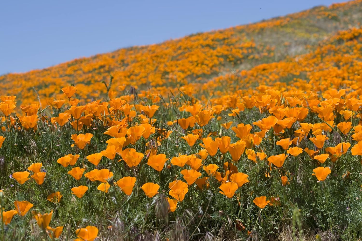 1000 de semințe de mac californian (Eschscholzia californica), pajiște cu flori sălbatice, pășune cu albine.