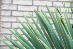 Trendyplants - Yucca Rostrata - Winterhart - Gartenpflanze - Höhe 70-90 Cm - Topfgröße Ø30Cm
