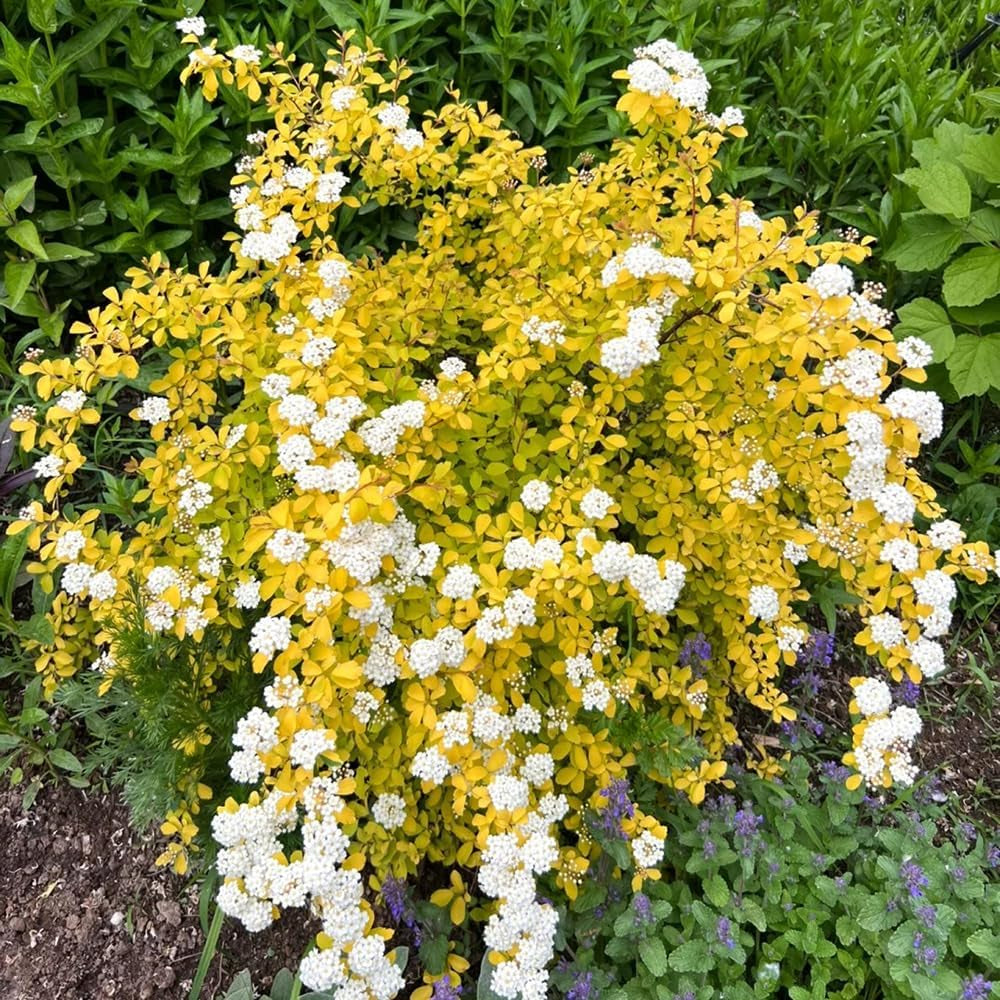 Spiraea, Spiraea Salicifolia, Winterharte Für Garten Sträucher Blumensamen Gastgeschenk Winterfeste Für Balkon Gartenarbeit Geschenk Gartenpflanzen 80Samen
