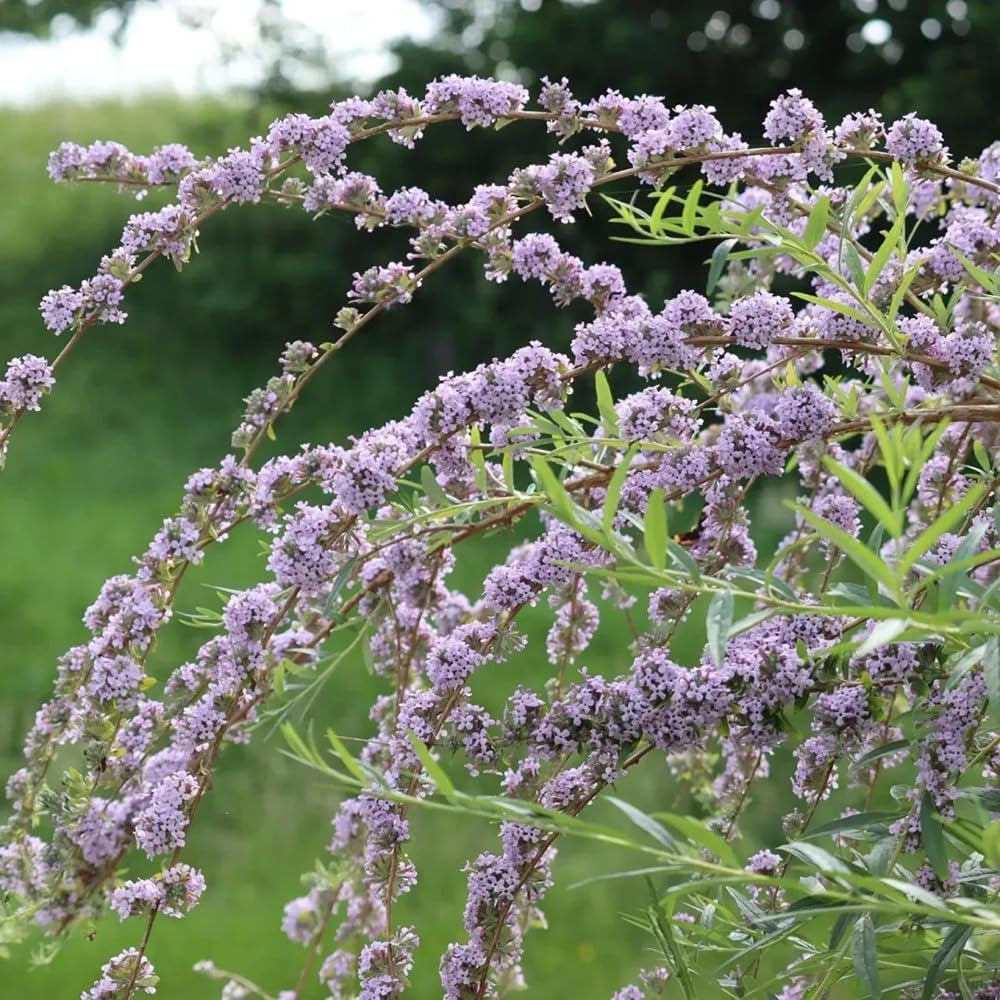 Schmetterlingsflieder, Mehrjährig Winterhart -Buddleja, Garten, 550Samen