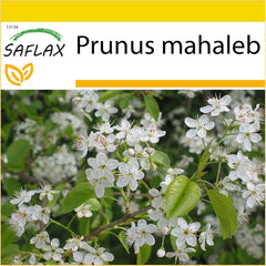 SAFLAX - Felsenkirsche - 30 Samen - Mit Keimfreiem Anzuchtsubstrat - Prunus Mahaleb