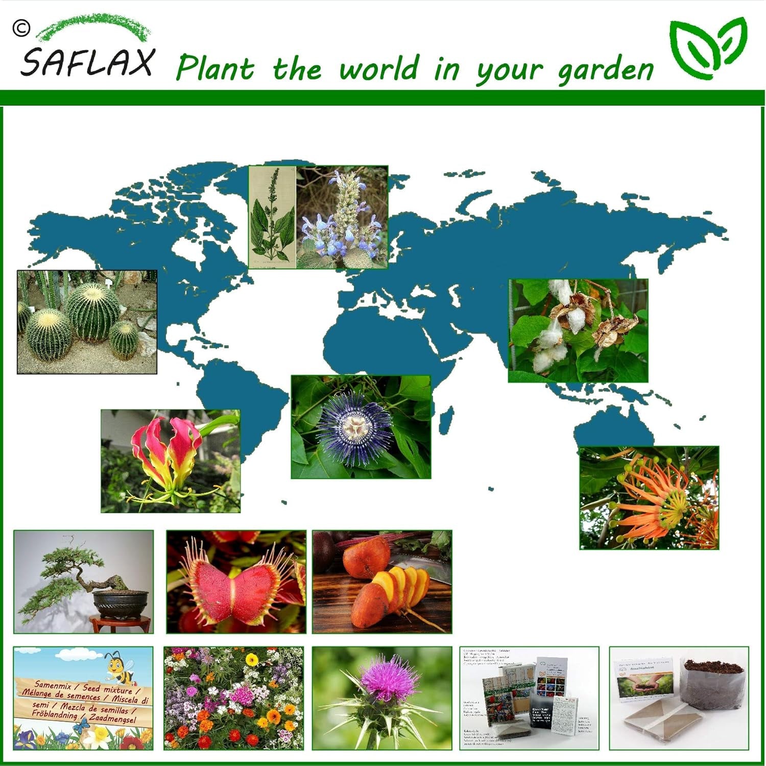 SAFLAX - Kakteen - Königin Der Nacht - 40 Samen - Selenicerus Grandiflorus