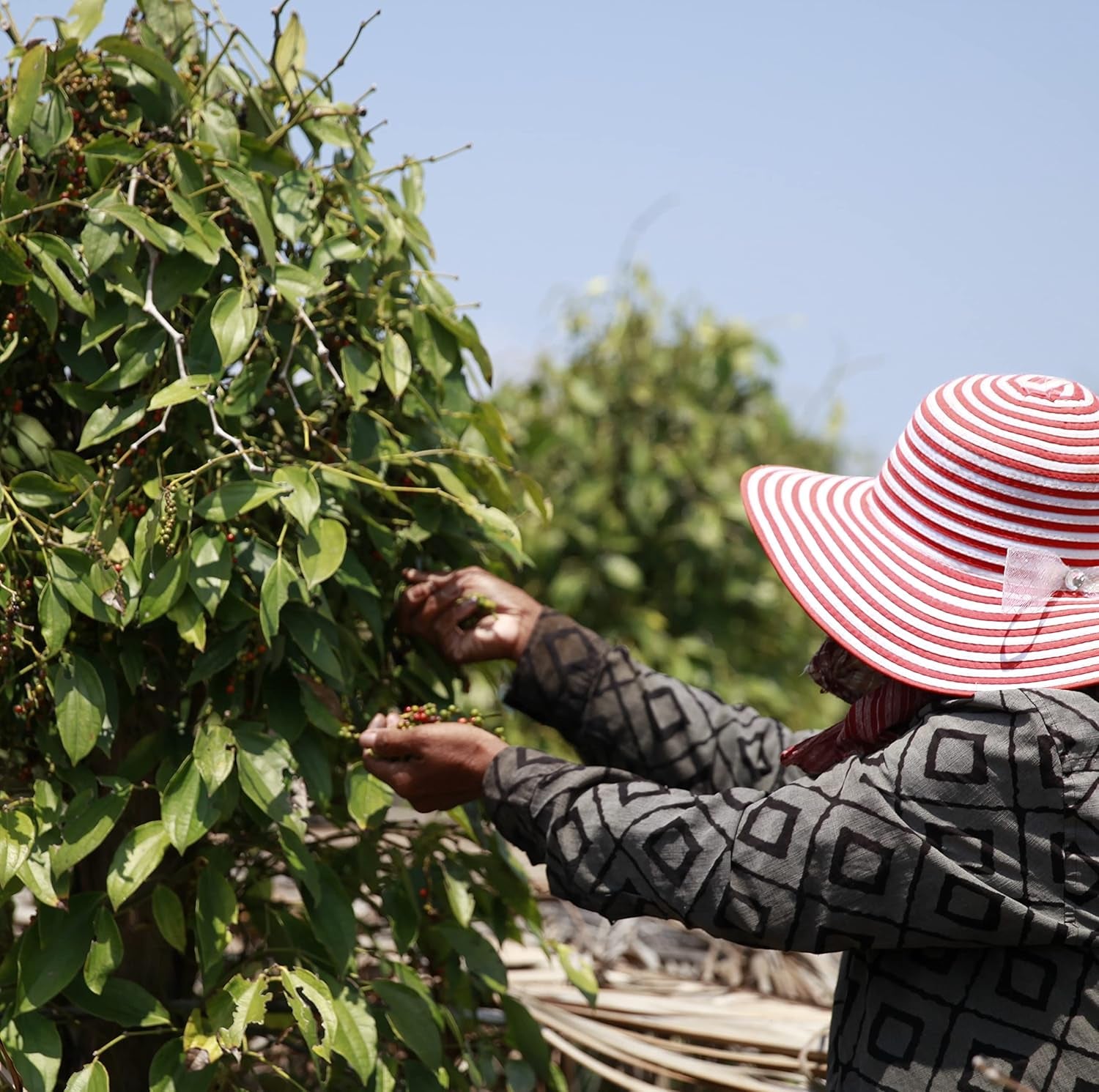 Spicebar Roter Kampot Pfeffer, Premium Auslese aus Kambodscha (1 x 70g)