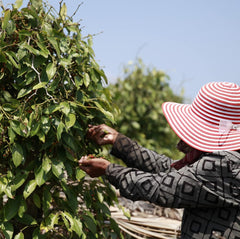 Spicebar Roter Kampot Pfeffer, Premium Auslese aus Kambodscha (1 x 70g)