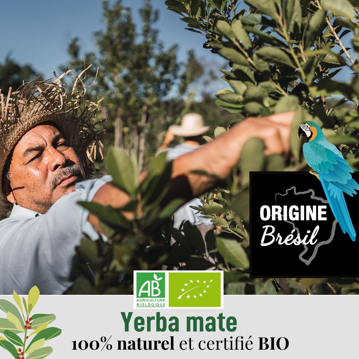 ORIGEENS BIO YERBA MATE TEA 200G - Originalul I Bio Yerba Mate neprăjită, frunze, fără tulpini, praf și firimituri I Băutură energizantă și detoxifiantă