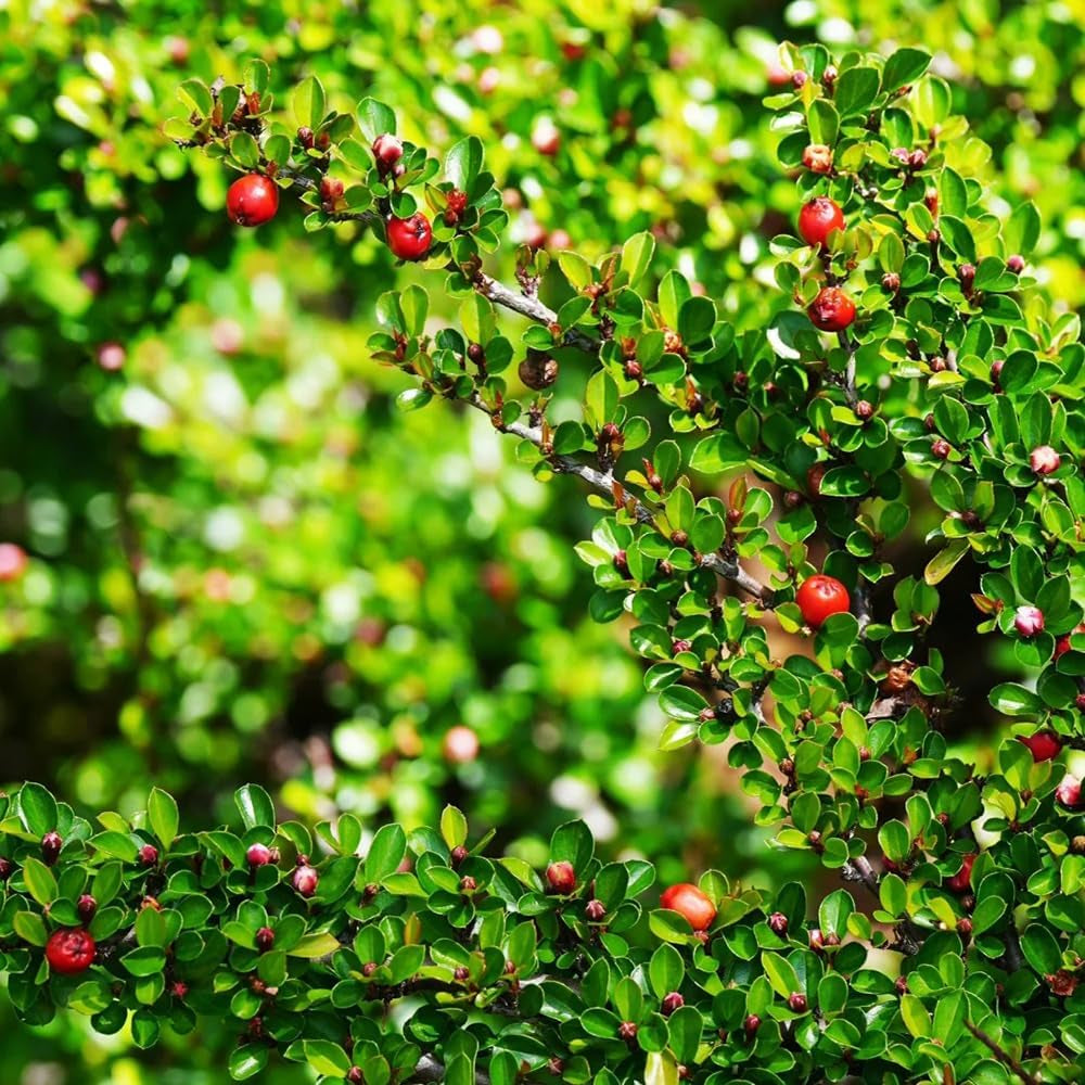 Teppichmispel, Alte Sorten Bodendecker Cotoneaster Dammeri, Kaufen Blumensamen Balkonpflanzen Geschenke Für Gärtner 60Samen
