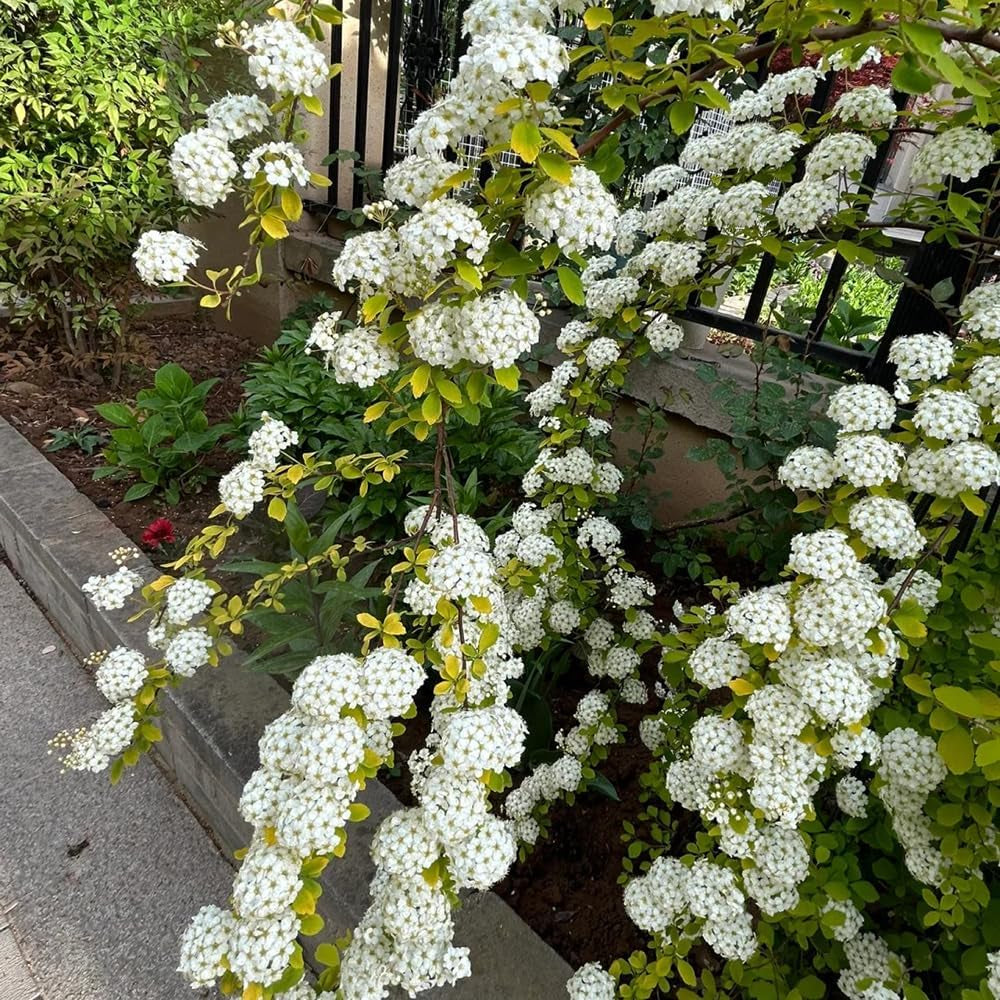 Spiraea, Spiraea Salicifolia, Garten Geschenke Für Frauen Steingartenpflanzen Gartenpflanzen Winterhart Mehrjährig Wildblumensamen Gartenarbeit 150Samen