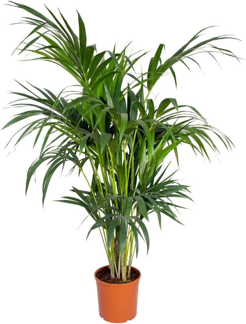 Bloomique - Howea Forsteriana - Kentia Palme - Zimmerpflanzen - Pflegeleicht - Haustierfreundlich - Höhe 90-100 Cm - Mit Rotan Korb 19 Cm