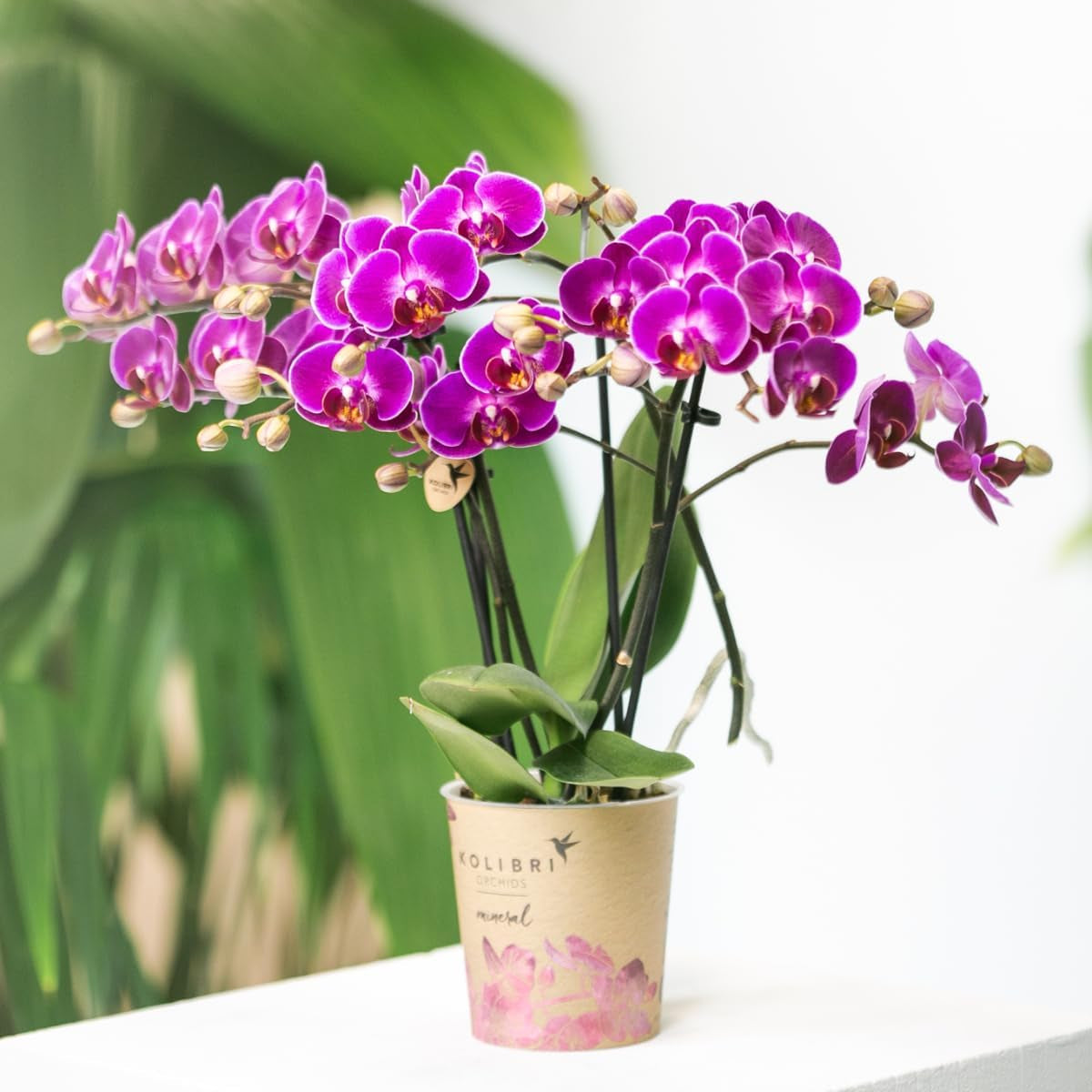 Kolibri Orchids | Lila Phalaenopsis Orchidee - Morelia - Topfgröße Ø9Cm | Blühende Zimmerpflanze - Frisch Vom Züchter