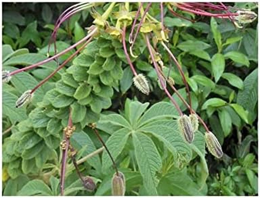 Stk - 10X Cleome Arborea Strauch Garten Pflanzen - Samen ID1198 -