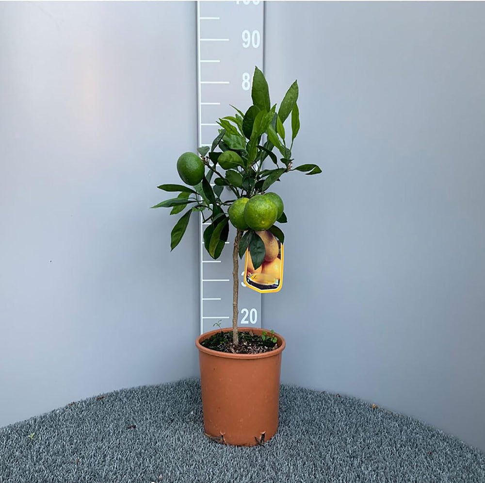 SAVINI VIVAI Mandarinenpflanze, Zitrusbaum, Frühe Mandarine Satsuma Miyagawa Im 20 Cm Topf, Höhe 70 Cm, 2-3 Jahre Veredelung, Hergestellt in Italien