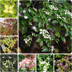 Hartriegelsamen, Steingartenpflanzen Cornus Kousa, Gartenpflanzen Balkonpflanzen Blühende Sträucher Winterhart 500Pcs