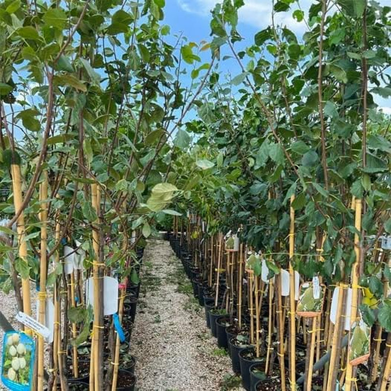 Pflaumen Son Gold - Obstpflanze Auf Blumentopf 20 - Baum Max 170 Cm – 2 Jahre Anbau Italien