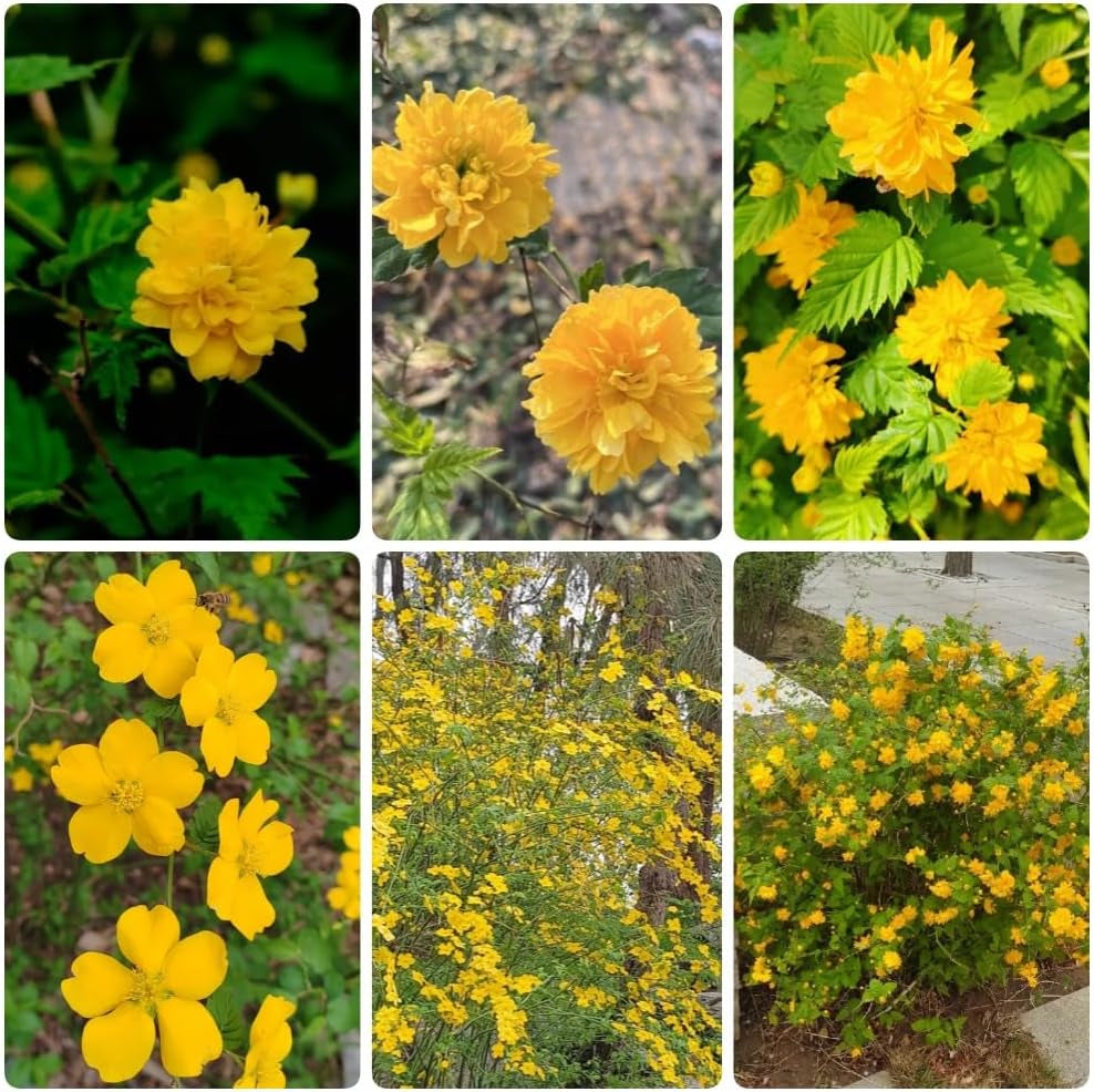 Ranunkelstrauch - Balkonpflanzen Kerria Japonica - Winterharte Für Garten Blühende Sträucher Winterhart Gartenpflanzen 150Samen