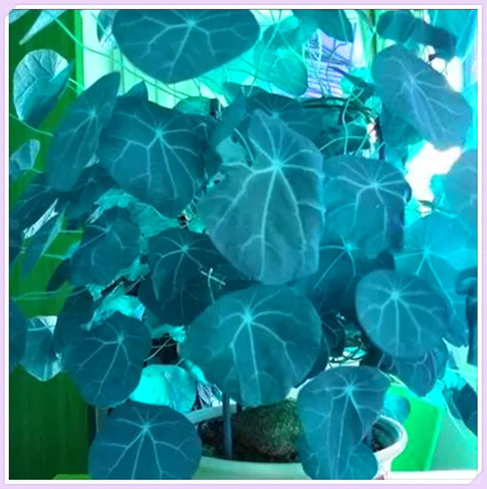 Blumenzwiebel Mix, Winterhart zwiebeln, Winterhart pflanzen, Mehrjährige Blumenzwiebel ist winterhart, Mysteriöse magische Glühbirne-4 Pflanzen Funken Hosta Rhizom