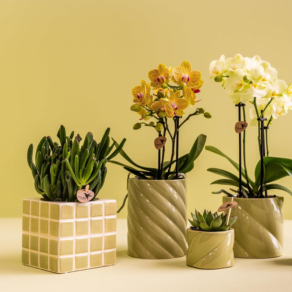 Kolibri Greens | Groene Plant - Sukkulente Crassula Hobbit - Grüne Zimmerpflanze - Frisch Aus Der Gärtnerei - Ø9Cm