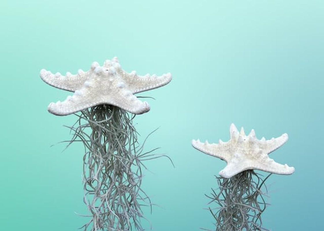 2 Weiße Gebleichte Seesterne Mit Spanischem Moos Tillandsia Zimmerpflanzen.