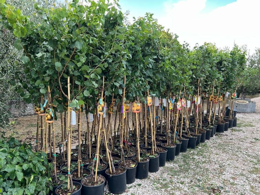Aprikosenbaum San Castrese Obstbaum Im Topf 24–26 Cm Höhe Ca. 180 Cm – Alter 4 Jahre - Italienische Gärtnerei