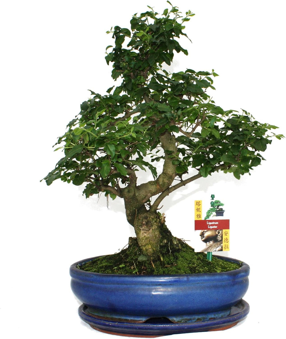 Exotenherz - Bonsai Chinesischer Feigenbaum - Ficus Retusa - Ca. 10 Jahre