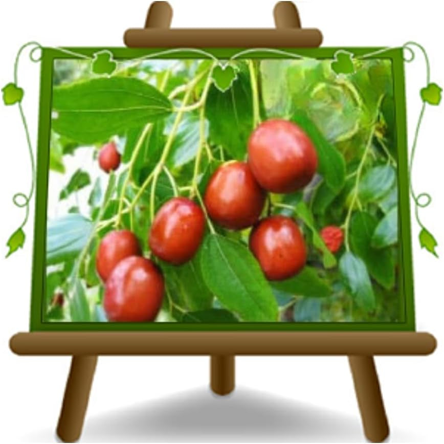 Giuggiolo Giuggiole Chinesisch - Obstpflanze Antik Auf Blumentopf 26 - Baum Max 160 Cm – Anbau Italien