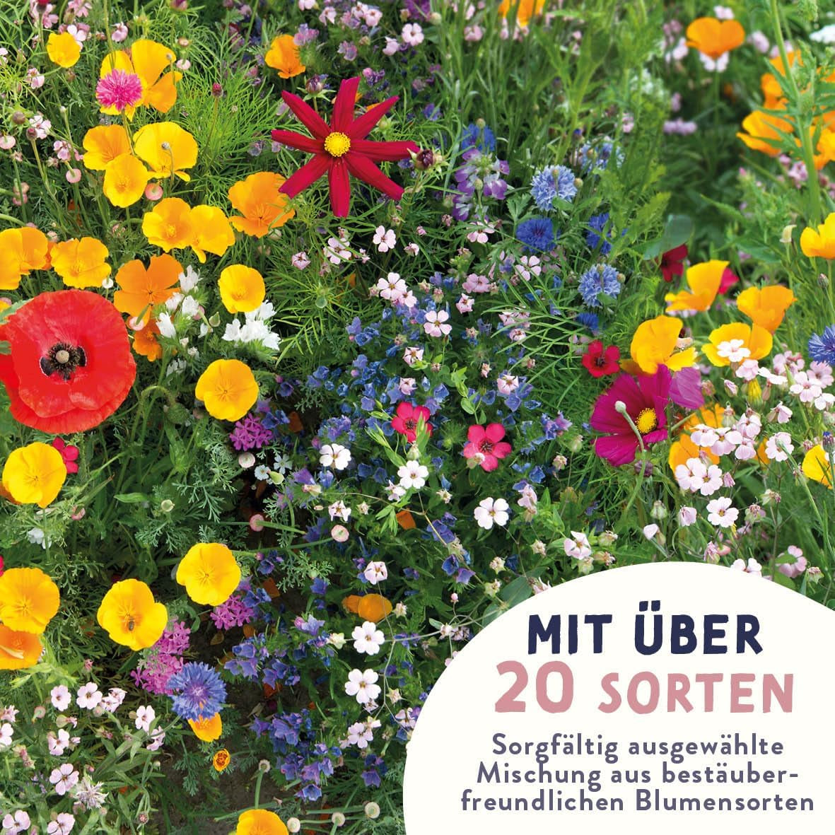 Schmetterlingswiese Blumensamen Schmetterlingsgarten I Blumensamen Balkon I Blumensamen Tütchen mit Wiesenblumen Samen I bienenfreundliche Blumensamen (Schmetterlings-Zauber mini)