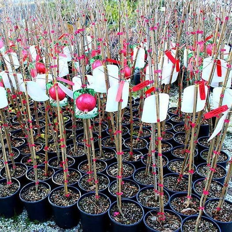 Granatapfel Junger Baum - Pferdezahn - Obstpflanzen Antik Auf Blumentopf Einer Vase Von 20 - Baum Max 170 Cm – 2 Jahre Anbau Italien