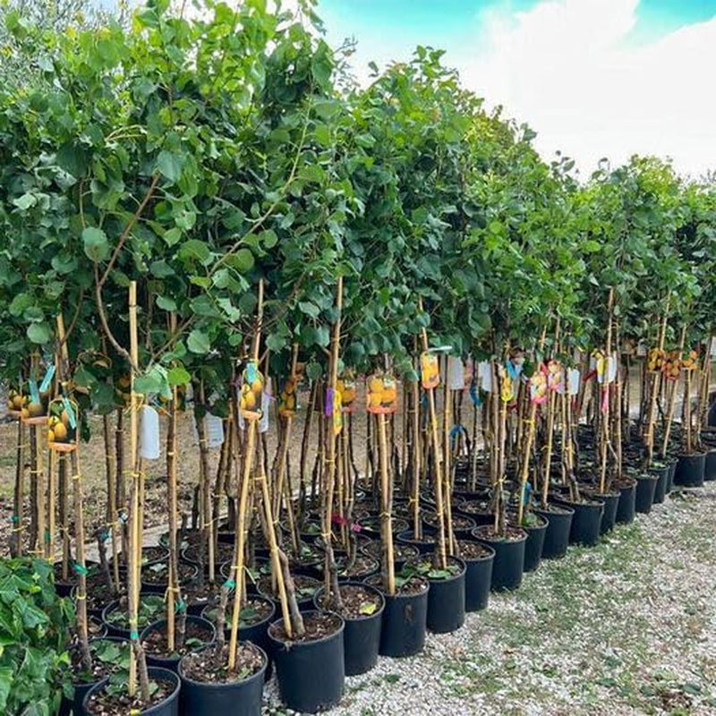 Aprikosenbaum Fracasso Obstbaum Im Topf 26 Cm Höhe Ca. 180 Cm – Alter 4 Jahre - Italienische Gärtnerei