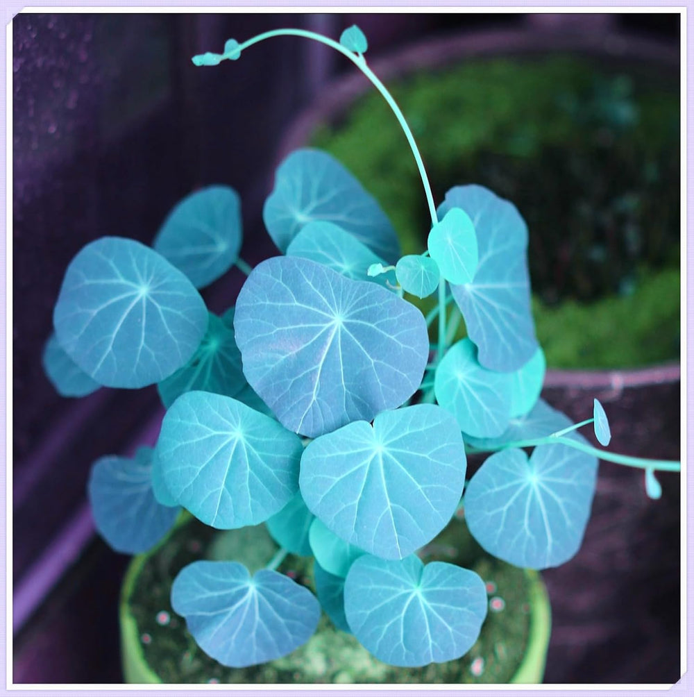 Amestec de bulbi de flori, Bec magic misterios, Plantare rezistentă, Bulb de flori perene rezistent la iarnă, Bulbi rezistenți - 3 bulbi de orhidee