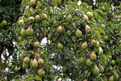Obstbäume XXL 3Er Set (Apfel Jonagold, Birnenkonferenz Und Süßkirsche Kordia)