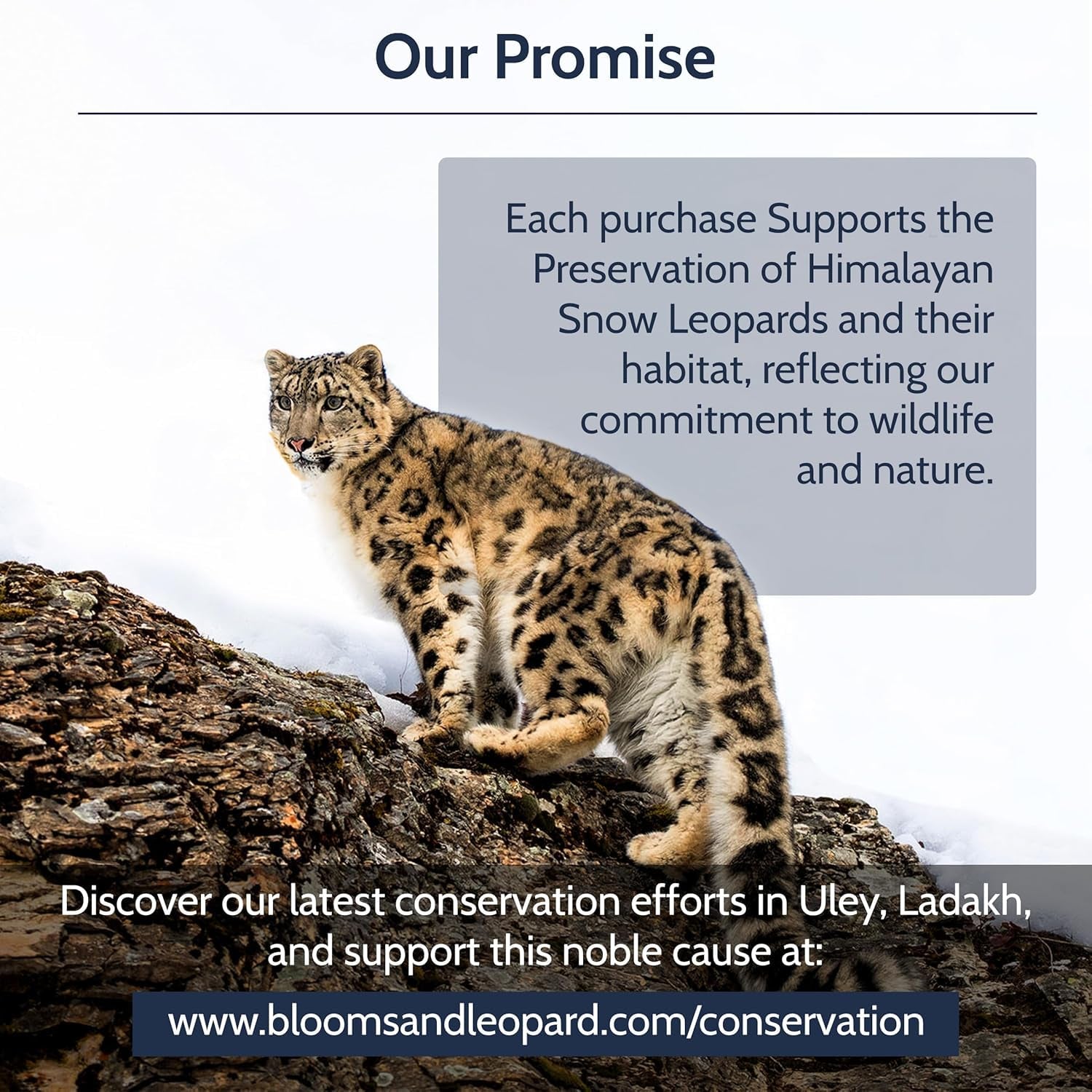 Blooms &amp; Leopard Premium Green Tea Bags – Amestec Berry Borealis cu hibiscus, afine, căpșuni și mentă verde – 20 pliculețe de ceai piramidale pentru ceai cald sau rece