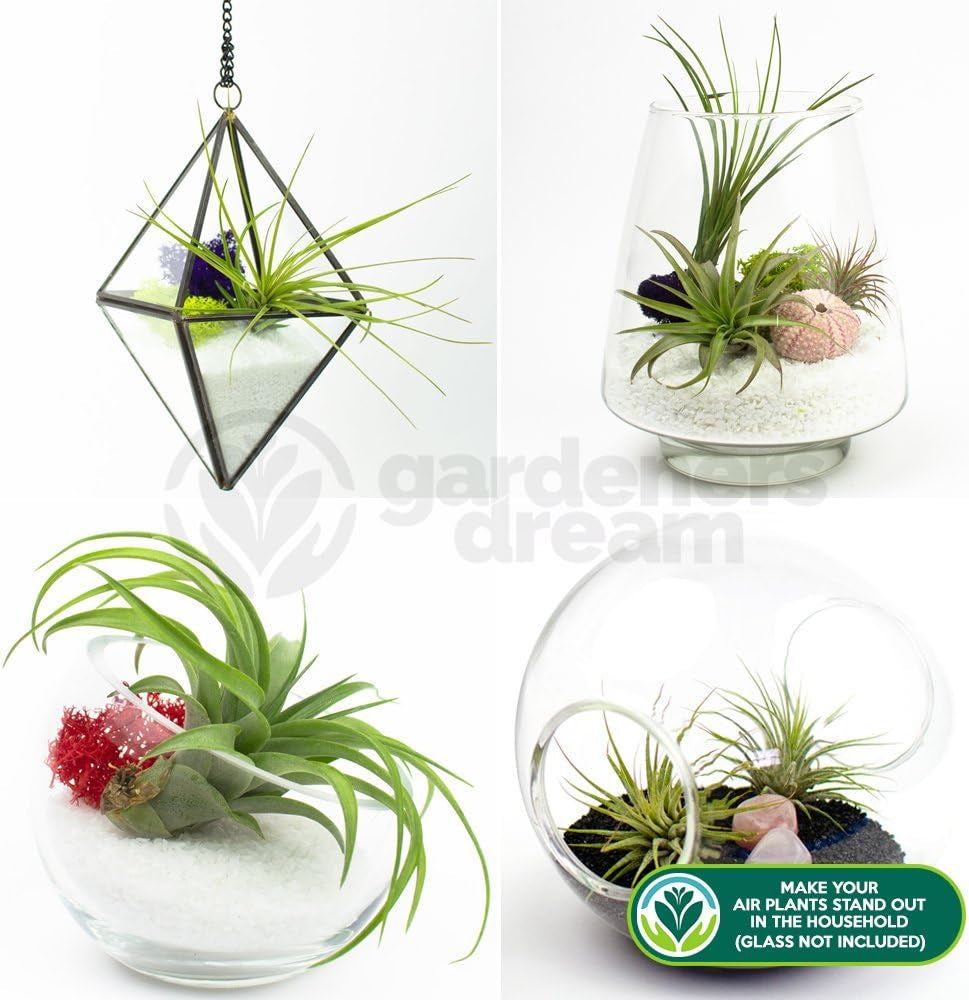 Visul grădinarilor: 4 plante Tillandsia reale - 4 plante de aer Tillandsia reale - Plante de terariu - Plante decorative pentru terariu - Plante de apartament care purifică aerul - Plante decorative - Plante reale