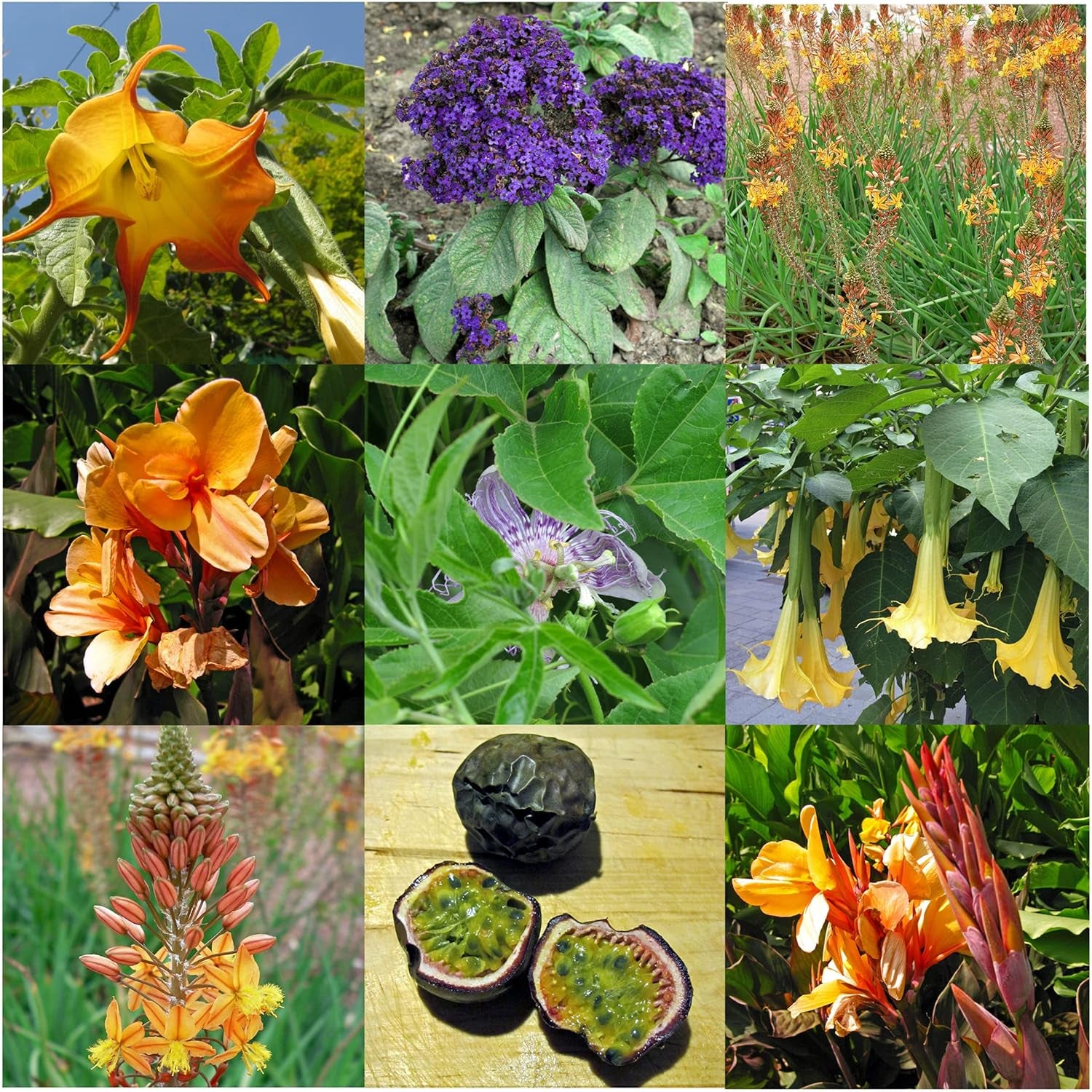 Exotische Schönheiten für Wintergarten & Terrasse - Samen-Geschenkset mit 5 frostempfindlichen Blühpflanzen aus aller Welt