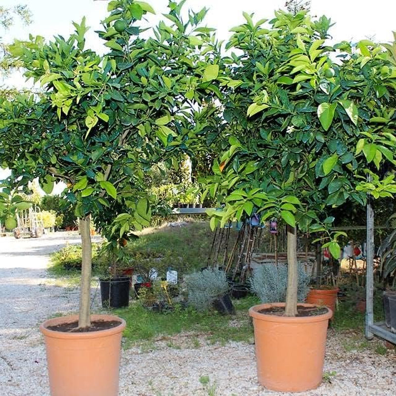 Zitrusorange – Washington Nabel Obstbäume Höhe: 60~80 Cm Vase: Durchmesser 22 Cm