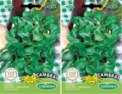 Feldsalat DE CAMBRAI, Mehrfarbig, EC6030 (Packung Mit 2)