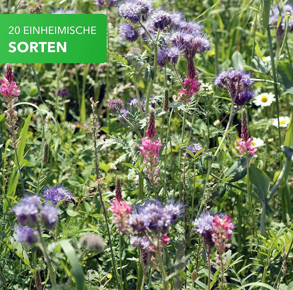 Magic of Nature 800gr. Blumensamen Mischung - Bienen Paradies - Blühfreudige Bienenweide für 150 bis 250 m²