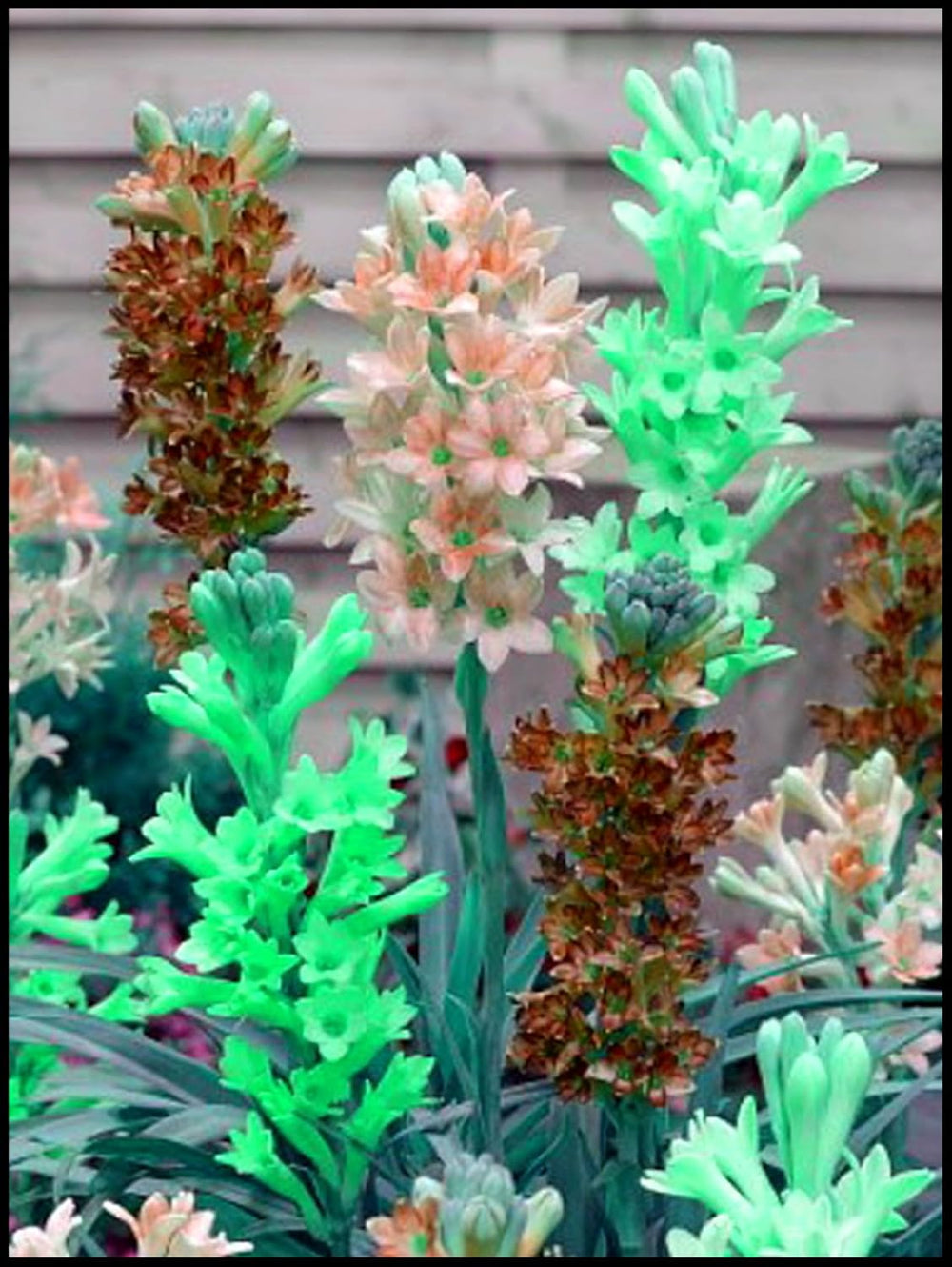 Amestec de bulbi de flori, Bec magic misterios, Plantare rezistentă, Bulb de flori perene rezistent la iarnă, Bulbi rezistenți - 3 bulbi de orhidee