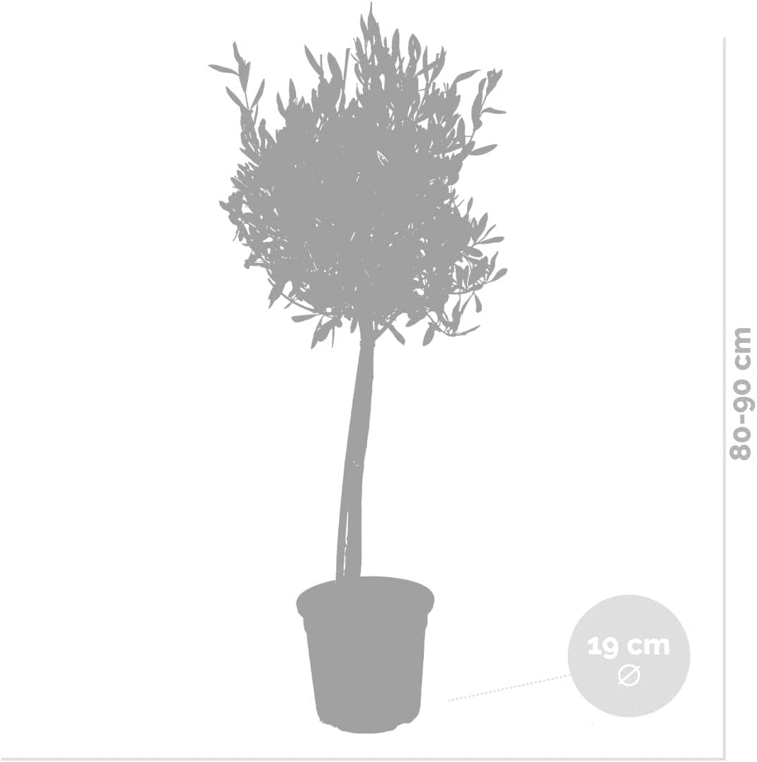 Bloomique - 2Er-Set - Olea Europaea - Olivenbaum Auf Stamm - Gartenpflanzen - Winterhart - Inklusive Pflanzennahrung - 80-100 Cm Hoch - Topf 19 Cm