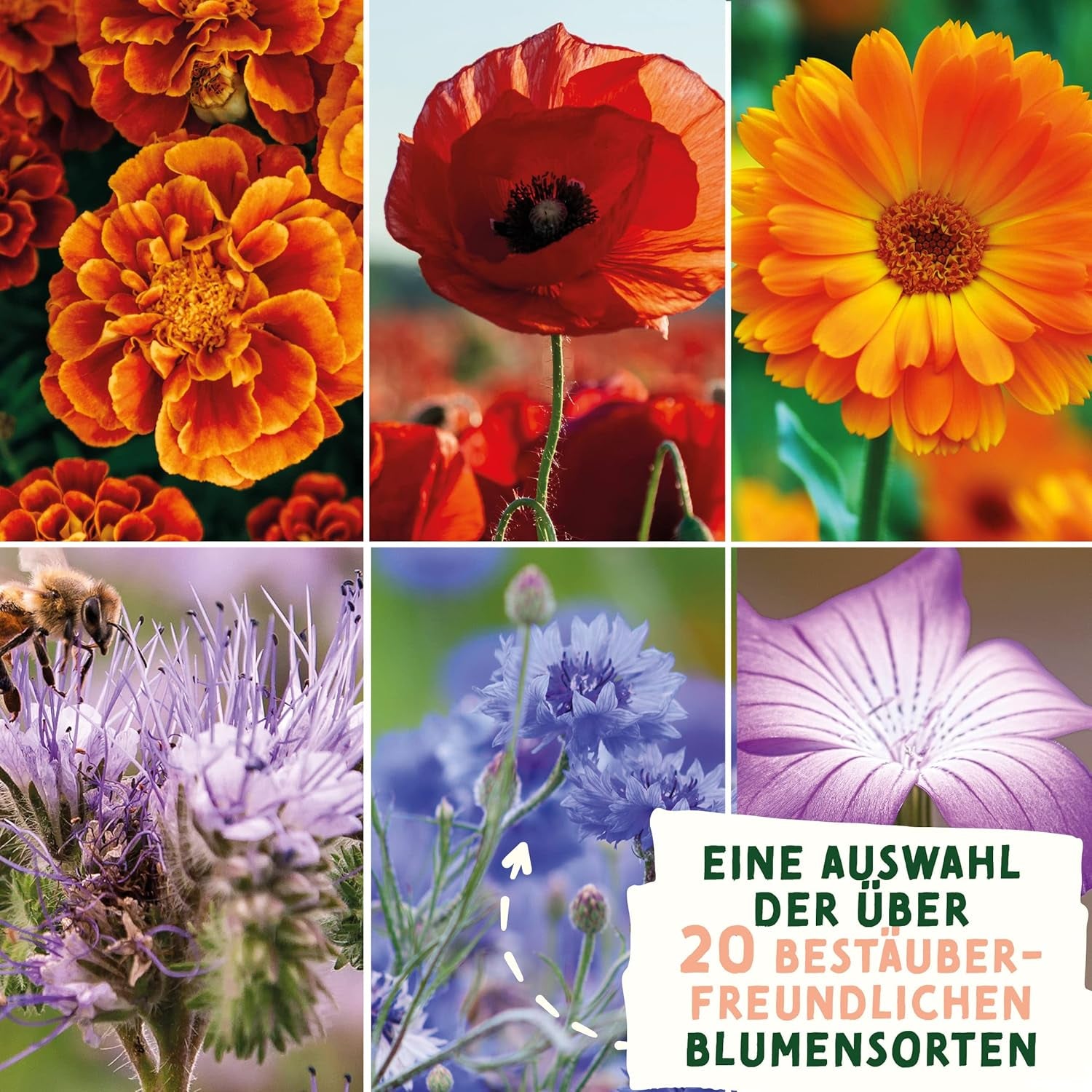 Semințe de pajiște cu flori sălbatice | Semințe de flori cadou de Paște, semințe de iarbă de Paște | Semințe de flori pentru Paște și cadouri de Paște pentru copii | Semințe de flori sălbatice | Pachete de semințe pentru o pajiște cu flori sălbatice