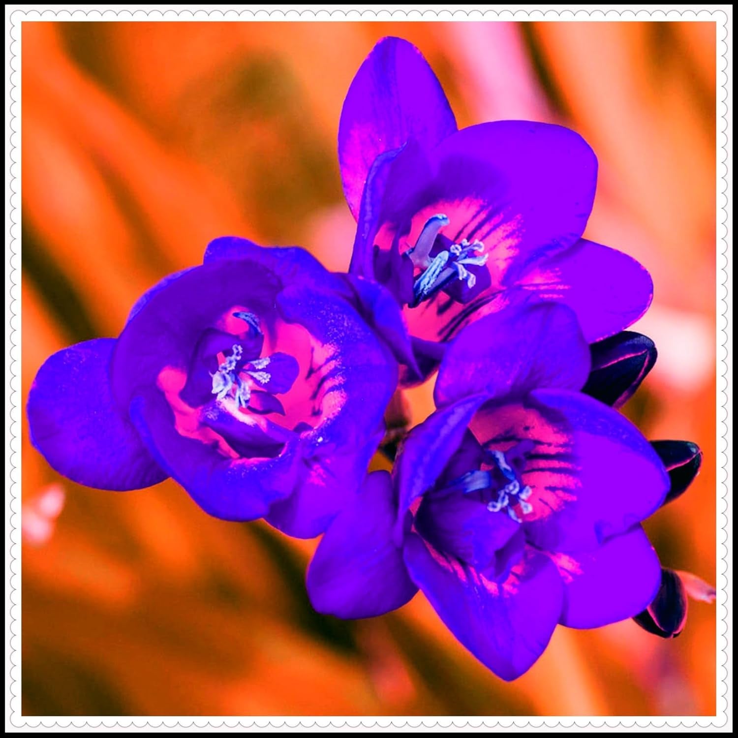 Amestec de bulbi de flori, Bec magic misterios, Plantare rezistentă, Bulb de flori perene rezistent la iarnă, Bulbi rezistenți - 3 bulbi de orhidee