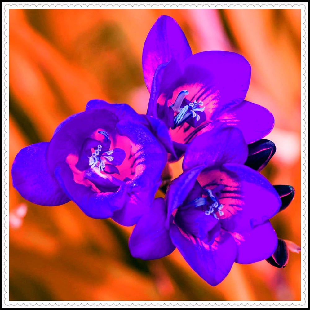 Amestec de bulbi de flori, Bec magic misterios, Plantare rezistentă, Bulb de flori perene rezistent la iarnă, Bulbi rezistenți - 3 bulbi de orhidee