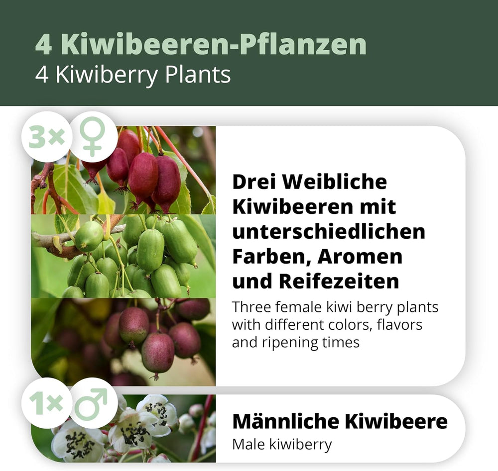 Kiwiri'S Kiwibeeren Quartett - 4 Kiwipflanzen (Actinidia Arguta) - Mini Kiwi - Sortengarantie Direkt Vom Züchter