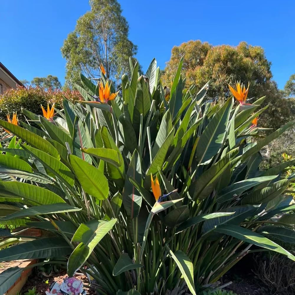 Strelitzie - Gartenkräuter Rankpflanzen Winterhart Garten Hochbeet Kräutergarten Pflanzensamen Gartendeko Für Draußen Wildblumen Balkonblumen Heilkräuter Winterharte Stauden 20Samen