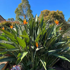 Strelitzie - Gartenkräuter Rankpflanzen Winterhart Garten Hochbeet Kräutergarten Pflanzensamen Gartendeko Für Draußen Wildblumen Balkonblumen Heilkräuter Winterharte Stauden 20Samen