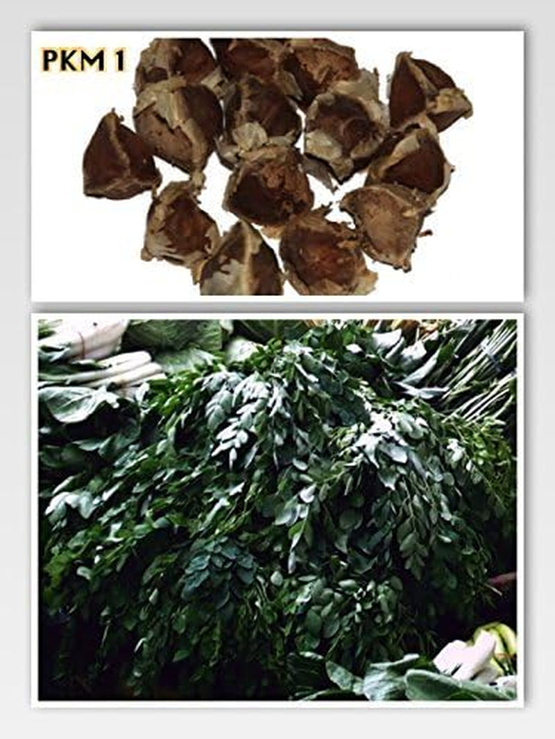 Moringa - Moringa oleifera - 100 de semințe *Numit și arbore de hrean*